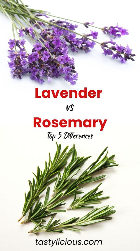 Is lavender better than rosemary | do rosemary and lavender go together | lavender and rosemary benefits | difference between rosemary and lavender | summer dinner recipes | healthy lunch ideas | dinner ideas | breakfast ideas | easy healthy dinner recipes Rosemary Benefits, Lavender Planters, Breakfast Ideas Easy Healthy, Breakfast Ideas Easy, Summer Dinner Recipes, Lavender And Rosemary, Growing Rosemary, Rosemary Tea, Rosemary Extract