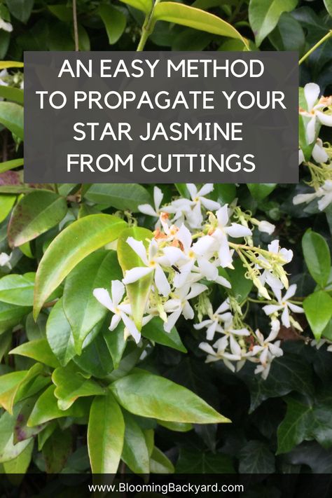 A simple way to propagate your star jasmine from cuttings Star Jasmine Trellis, Star Jasmine Vine, Jasmine Plant Indoor, Jasmine Bush, Jasmine Vines, Jasmine Tree, Jasmine Vine, Jasmine Plant, Star Jasmine