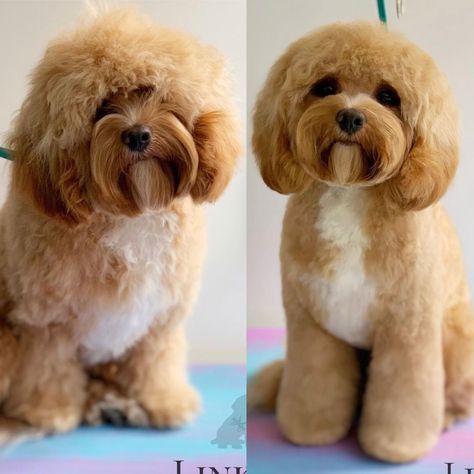 Teddy Bear Head Dog Grooming, Teddy Bear Face Dog Grooming, Cavapoo Grooming Styles, Maltipoo Haircut Styles Teddy Bears, Maltese Dogs Grooming, Maltese Dogs Haircuts, Toy Poodle Haircut, Goldendoodle Haircuts, Goldendoodle Grooming