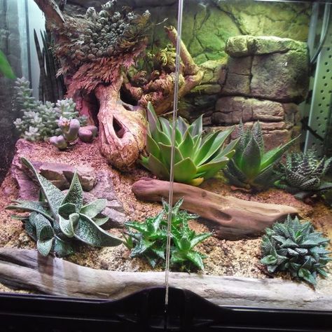 Desert Vivarium Ideas, Bioactive Desert Terrarium, Desert Reptile Terrarium Ideas, Desert Aquarium, Sand Boa Enclosure, Leopard Gecko Diy, Leopard Gecko Habitat, Leopard Gecko Tank, Lizard Terrarium