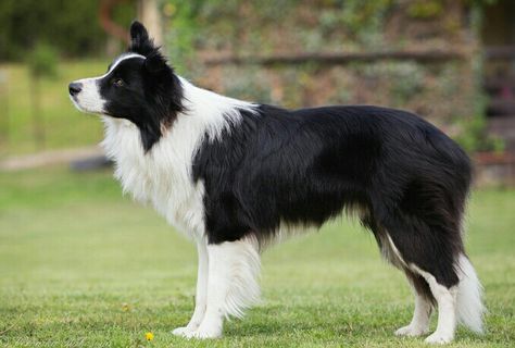 Black and white irish collar Border Collie ("collar" formed of white fur around the neck extending to the chest). Border Collie Reference, Border Collie Black And White, Black And White Border Collie, Dog Ears Headband, Celtic Border, White Border Collie, Long Haired Dogs, Dog Poses, Animal Study