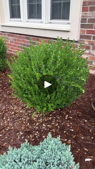 3.4M views · 45K reactions | Landscape hack #lawncare #thatlawndude | That Lawn Dude | That Lawn Dude · Original audio Trim Bushes, How To Trim Bushes, Front Lawn, Tree Trimming, Flower Gardens, Landscape Trees, Front Garden, Lawn Care, Garden Inspiration