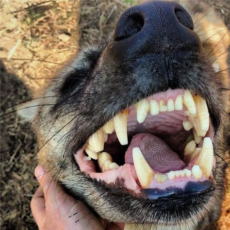 A happy Hyena's smiles for the camera  (Kevin Richardson) Lion Whisperer, Brown Hyena, Striped Hyena, Spotted Hyena, Maned Wolf, Kevin Richardson, African Wild Dog, Wild Creatures, Cute Birthday