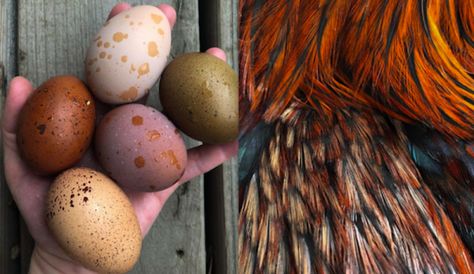 Black Copper Marans Abound At May Blooms Acreage - Hobby Farms Copper Maran, Mulch Around Trees, Black Copper Marans, Fancy Chickens, Speckled Eggs, Pieces Of Clothing, Backyard Chicken Coops, Farm Fresh Eggs, Ranch Chicken