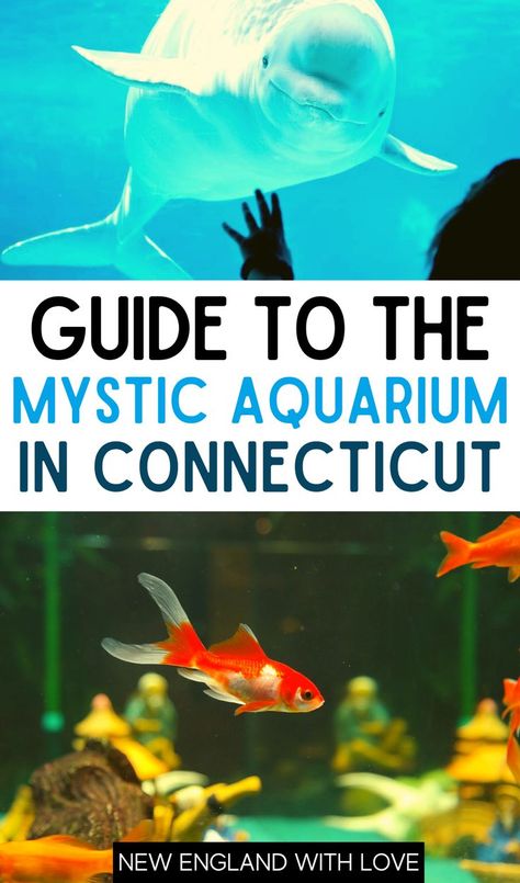 Things To Do In Connecticut, Animal Information, Mystic Aquarium, East Coast Vacation, Mystic Connecticut, Connecticut Travel, Marine Wildlife, Animals Information, Mystic Ct