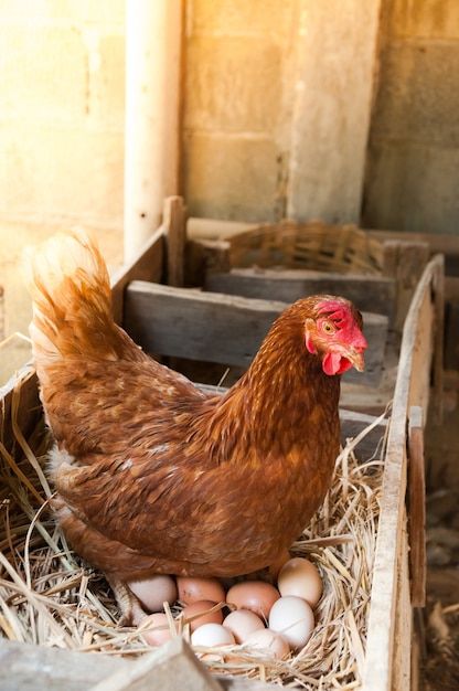 Broody Hen, Chicken Images, Fire Breathing Dragon, So Many Questions, Pet Chickens, Baby Chicks, Premium Photo, Hen, Agriculture