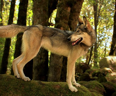 Upper mid-content. Northern Inuit Dog, Wolf Dogs, Wolf Love, Wolf Dog, A Wolf, Wolves, Animal Kingdom, Husky, Dogs