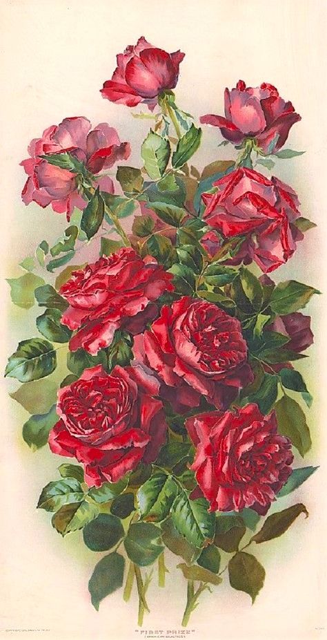 Flower Art Drawing, First Prize, Flower Phone Wallpaper, Romantic Art, Flower Art Painting, Rose Painting, Beautiful Fantasy Art, Flower Illustration, Vintage Roses