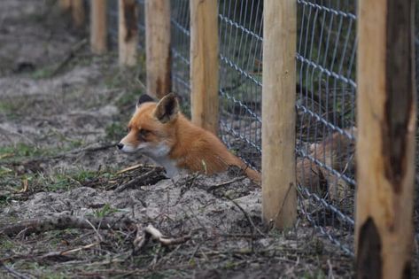 Foxes in the Henhouse? Here's How to Protect Your Chickens from Foxes Alaskan Homestead, Ranch Animals, Morning Chores, Chicken Fence, Poultry Farming, Poultry House, Chicken Coup, Chicken Tractors, Homesteading Ideas