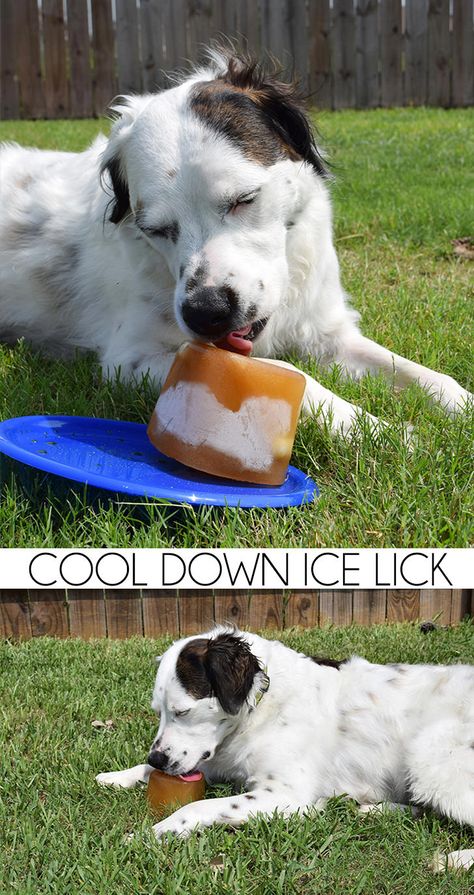 This cool down ice lick will help keep your pets cool on hot summer days! Dog Ice Lick Bowl, Dog Popsicles, New Home Gift Ideas, Home Gift Ideas, Dog Pop, Dog Tricks, Gift Ideas Diy, Dog Varieties, Dog Ideas