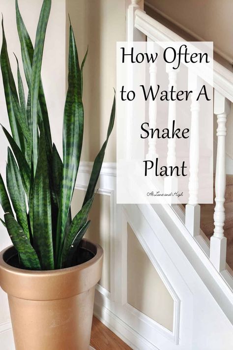 Snake Plants are one of the easiest plants to own and are very popular for beginners and expert plant lovers. Today we are going to discuss how often to water a snake plant and all the factors that go into determining a water schedule. Snake Plant Decor Ideas, Water Schedule, Indoor Plants Bathroom, Snake Plant Decor, Houseplants Safe For Cats, Indoor Plants Bedroom, Houseplant Trellis, Plant Decor Ideas, Farmhouse Family Rooms