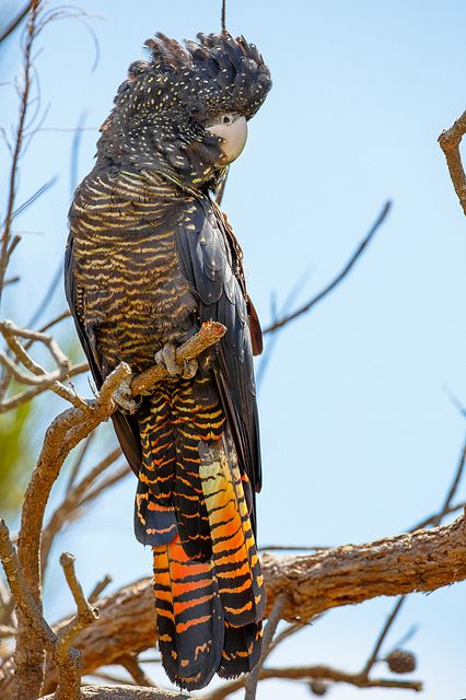 Red Tail Black Cockatoo, Red Tail Cockatoo, Red Tailed Black Cockatoo, Parrot Photo, Australian Parrots, Black Cockatoo, Animal Tattoo Ideas, Australian Wildlife, Australian Birds