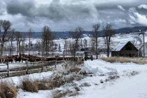 Douglas Lake, Weather Photos, Bc Canada, The Ranch, British Columbia, Columbia, Lake, Photo And Video, Animals