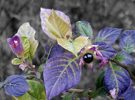 Belladonna (Atropa Belladonna) (Deadly Nightshade) by Plbmak, via Flickr Belladonna Flower, Nightshade Flower, Nightshade Plant, Deadly Plants, Poison Garden, Deadly Nightshade, Goth Garden, Traditional Witchcraft, Witch Garden