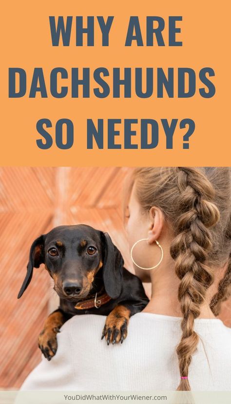 Weenie Dogs Funny, Dachshund Personality, Arte Dachshund, Dachshund Facts, Dachshund Puppy Training, Dachshund Stuff, Dachshund Training, Dachshund Breed, Weenie Dog