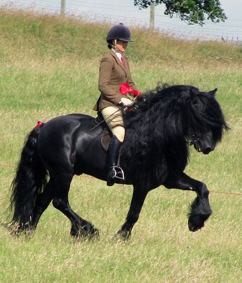 Top 10 Endangered Horse Breeds Dales Pony, Draft Horse Breeds, Hackney Horse, Fell Pony, Rare Horse Breeds, Highland Pony, Connemara Pony, Rare Horses, Welsh Pony