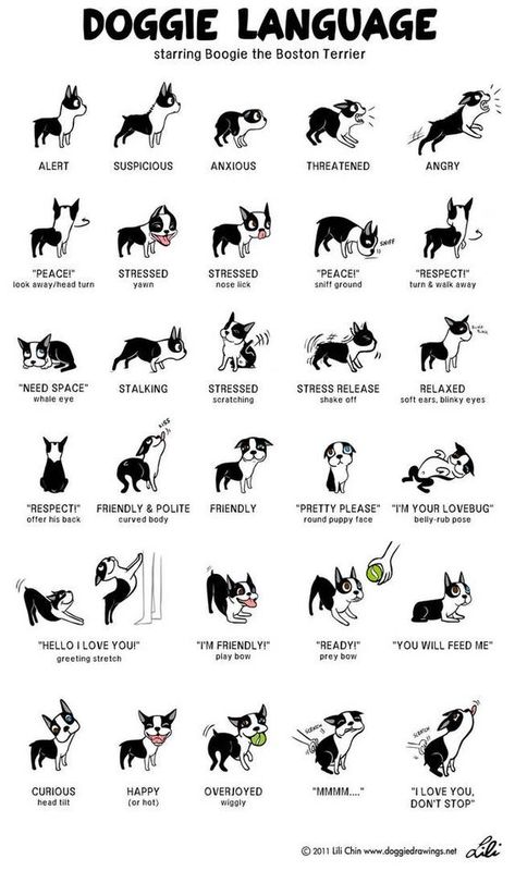 Basic Life Skills, Meds For Dogs, Dog Body Language, Dog Remedies, Dog Health Tips, Dog Language, Crazy Hair Day, Cute Animals Puppies, Dog Facts