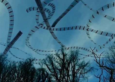 Hypnotizing Videos Trace Birds’ Flight Patterns Bird Flight, Flight Patterns, Animal Tracks, Flock Of Birds, Abstract Landscapes, Bird Patterns, Weird And Wonderful, Aerial Photography, Bird Watching