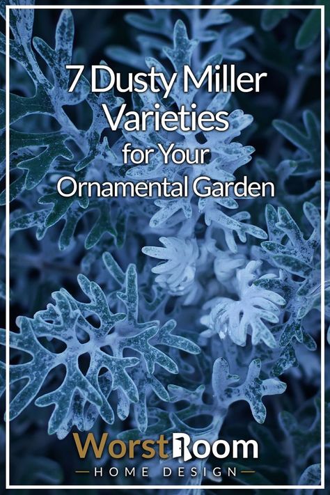 Dusty Miller Varieties Dusty Miller Plant, Ornamental Garden, Everlasting Flowers, Moss Garden, Dusty Miller, Flower Beds, Green Thumb, Outdoor Garden, Garden Plants