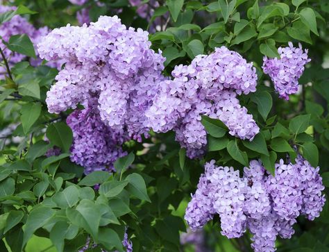 If you are lucky enough to have lilacs in your flower garden, you would definitely like to know how to prune lilac bushes. Knowing the answer to this commonly asked doubt is very necessary for the maintenance of these plants. Butterfly Bush Flower, Prune Lilac Bush, Perennial Bushes, Lilac Plant, Wilted Flowers, Lilac Bushes, Lawn Care Tips, Potted Flowers, Butterfly Bush