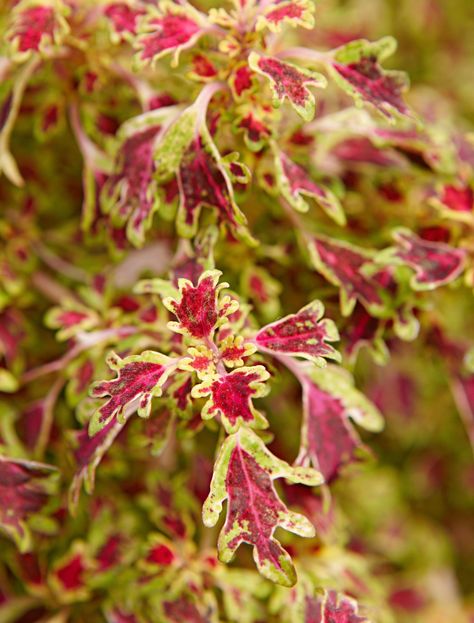 Coleus Plant, Plant Care Tips, Front Wall, Painted Leaves, Plant Care, Shades, India, Sun, Plants