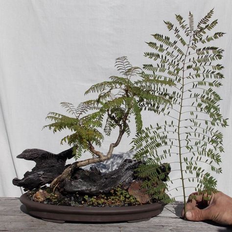 jacaranda Jacaranda Mimosifolia, Bonsai Pruning, Plant Arrangements, Bonsai Tree Types, Jacaranda Tree, Bonsai Trees, Tamarindo, Japan Art, Mini Garden