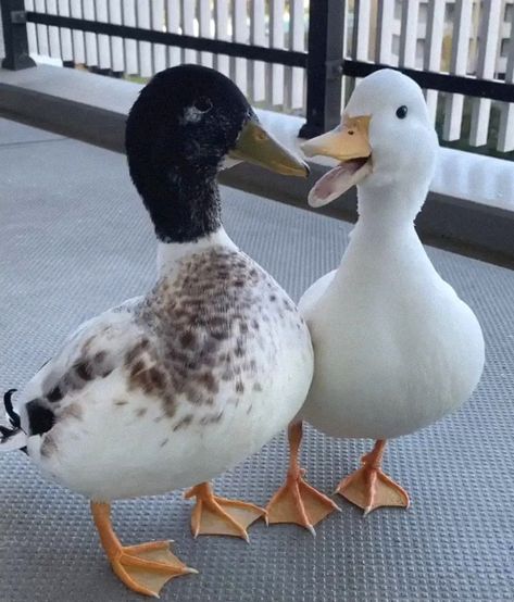 Duck Scarves, Pekin Duck, Cute Ducks, Pet Ducks, Peking Duck, Duck Calls, Animals Photography, Quack Quack, Duck Pond