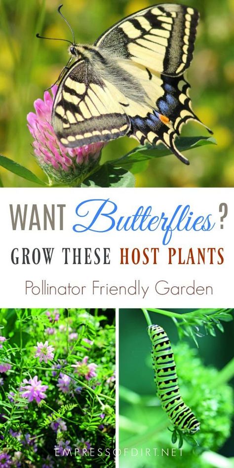 Monarch Butterfly Garden, Flowers That Attract Butterflies, Attracting Butterflies, Butterfly Garden Plants, Butterfly Garden Design, Butterfly Plants, Hummingbird Garden, Bee Garden, Butterflies And Flowers