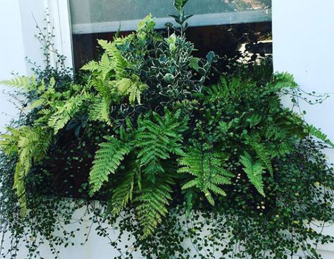 Dress Up the Porch with Ferns – Grow Beautifully Winter Window Boxes, Container Gardening Ideas, Window Box Plants, Window Box Flowers, Winter Window, Garden Vines, Gardening 101, Garden Containers, Window Boxes