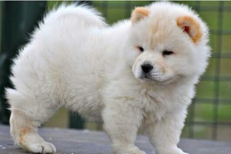 Chow Chow branco Chow Chow, Polar Bear, Husky, Cute Animals, Dogs, Animals