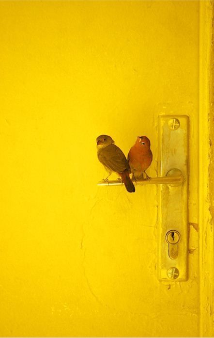 Birds Aesthetic, Yellow Items, Colors Photography, Yellow Birds, Colour My World, Happy Vibes, Red Orange Yellow, Colour Yellow, Mellow Yellow