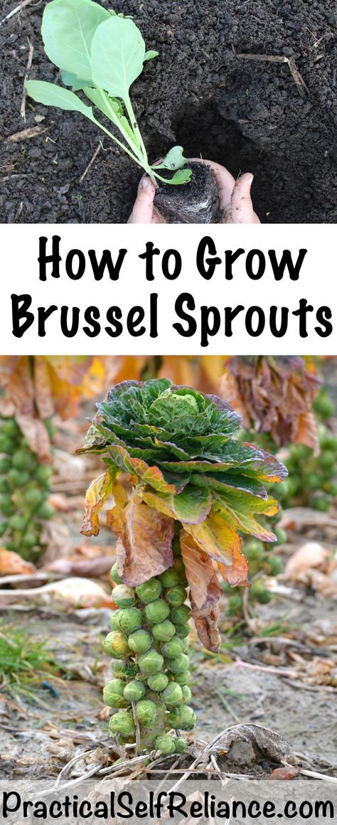 How to Grow Brussel Sprouts ~ In the Garden or in Containers Grow Brussel Sprouts, Gemüseanbau In Kübeln, Avocado Dessert, Vertical Vegetable Garden, Gardening Vegetables, Container Vegetables, Organic Vegetable Garden, Meteor Garden 2018, Garden Planner