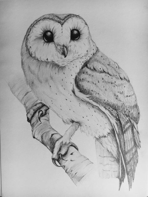 Owl Drawing Pencil, White Owl Art, Barn Owl Drawing, Bird Sketches, Drawing Owl, Charcoal Artwork, Owl Sketch, Owl Drawing, Drawn Patterns