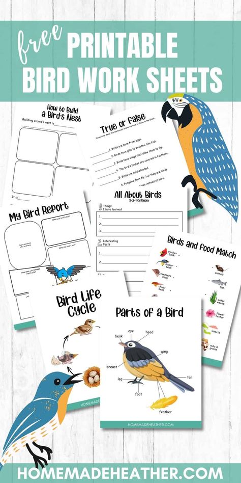 Free Bird Printable Work Sheets Bird Themed Activities For Kids, Bird Unit Study Preschool, Ocean Unit Study Free Printable, Bird Science Activities For Kids, Bird Stem Activities, Birds For Kindergarten, Bird Art Activities, Bird Activities For Toddlers, Free Bird Printables