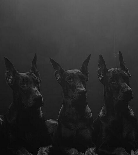 Perro Doberman Pinscher, Hades Aesthetic, Son Of Hades, Piper Mclean, Greek Gods And Goddesses, Doberman Dogs, Slytherin Aesthetic, Leo Valdez, Lore Olympus