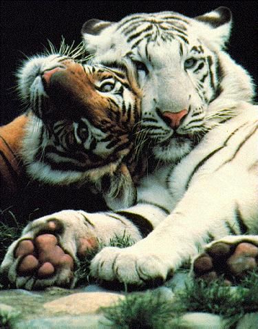 Tiger #tigers #tigerlovers #animallovers #tigerfans Animal Psychology, White Tigers, Tiger Love, Appaloosa, Quarter Horse, Zootopia, Alam Yang Indah, Animal Planet, Animal Photo