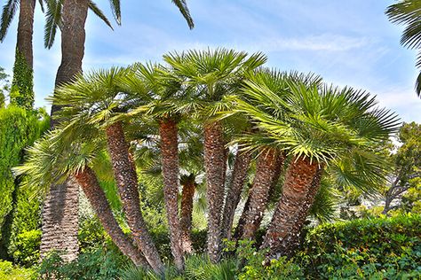 Fan Palm Tree, Palm Trees For Sale, Sago Palm Tree, European Fan Palm, Fishtail Palm, Poolside Decor, Sago Palm, Privacy Plants, Fan Palm