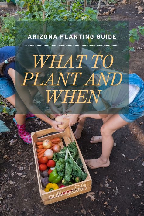 Want to grow your own fresh veggies in the Arizona heat? From tomatoes to peppers, this guide shows you which vegetables thrive in the desert climate and how to care for them all year long! Discover planting tips, harvest times, and the top crops for your Arizona garden. Best Vegetables To Grow, Arizona Garden, Best Vegetables, Arizona Gardening, Vegetables To Grow, Desert Climate, Planting Guide, Planting Tips, Garden Bugs