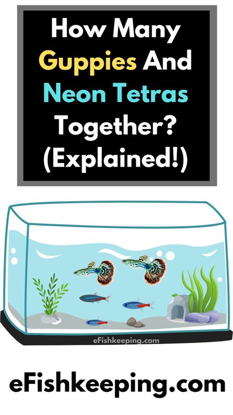 how-many-guppies-and-neon-tetras-together Community Fish Tank, Neon Tetra Fish, Tetra Fish, Aquarium Set, Neon Tetra, Cool Fish Tanks, Aquascape Design, Community Tanks, Guppy Fish