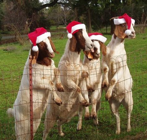 Early Christmas Humor, Goat Meme, Christmas Funnies, Christmas Goat, Mini Goats, Happy Goat, Goat Care, Boer Goats, Goats Funny