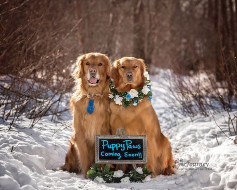 We Had Pawternity Shoot For This Pregnant Dog To Celebrate Puppies Being Born Into A Service Dog Program Dog Maternity Shoot, Dog Breeding Business, Cute Couples Texts, Pregnant Dog, Fluffy Kittens, Cute Couples Cuddling, Puppy Paws, Service Dog, Maternity Shoot