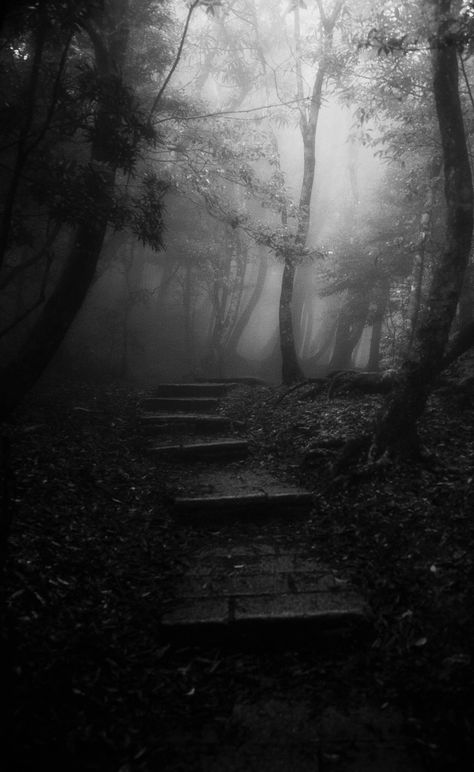 Dark Naturalism, Dark Landscape, Foggy Forest, 다크 판타지, Gothic Aesthetic, Dark Places, Into The Woods, Fantasy Aesthetic, Black Aesthetic Wallpaper