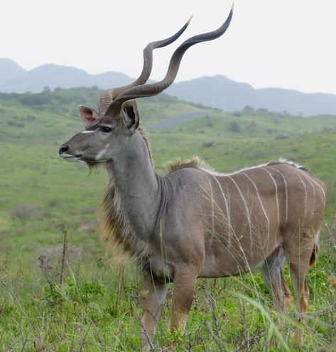 Greater Kudu, Antelope Animal, African Antelope, Wetland Park, Amazing Animal Pictures, Africa Animals, Kwazulu Natal, Wildlife Photos, Majestic Animals