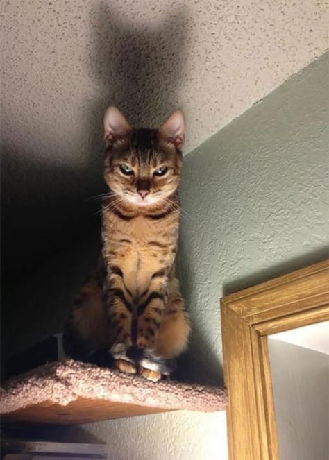 50 Photos Of Cats Looking Like They’re About To Summon An Evil Spirit Angry Cat Pictures, مرسيدس بنز, Koci Humor, Angry Cat, Grumpy Cat, Funny Animal Pictures, 귀여운 동물, Animal Memes, Cute Funny Animals