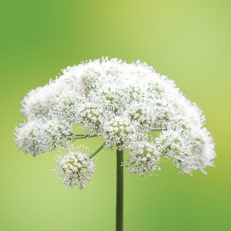 Angelica Flower, Angelica Archangelica, Gin Botanicals, Flower References, Angelica Root, Yarrow Flower, Achillea Millefolium, Deeper Meaning, Party Punch