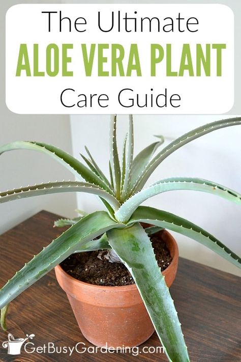 Aloe vera is a popular plant known for the healthy qualities of the gel in the leaves. Given the proper aloe vera plant care, these amazing succulents can live for many years either indoors as a houseplant, or growing outdoors in the garden or pots. Learn all you need to know about how to grow aloe vera in this detailed guide! Includes information about light, water, potting soil, fertilizer, flowering, propagation, troubleshooting and fixing common problems (like brown leaf tips), and more! Aloe Vera Plant Care, Aloe Plant Care, Growing Aloe Vera, Aloe Vera Care, Plant Care Guide, Aloe Plant, Aloe Vera Plant, All About Plants, Plant Life