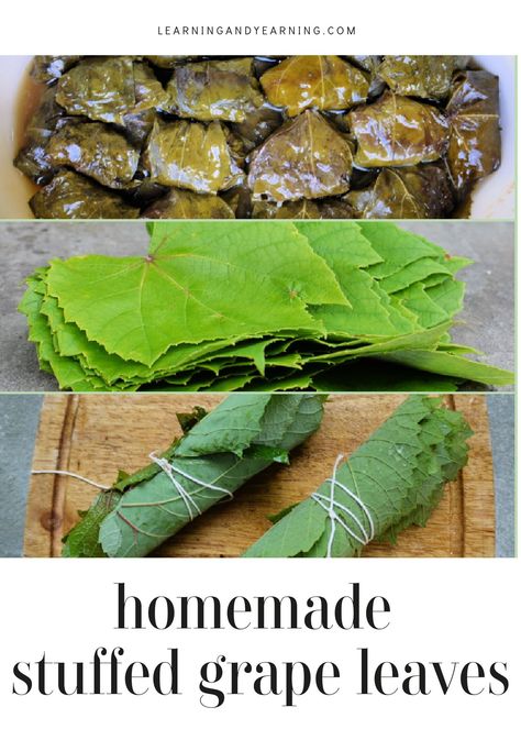 Enjoy a traditional recipe of homemade stuffed grape leaves using foraged or homegrown leaves! Stuffed Grape Leaves Recipe, Grape Leaves Recipe, Roasted Dandelion Root, Stuffed Grape Leaves, Sides Recipes, Edible Wild Plants, Chinese Dumplings, Gluten Free Sides Dishes, Foraged Food