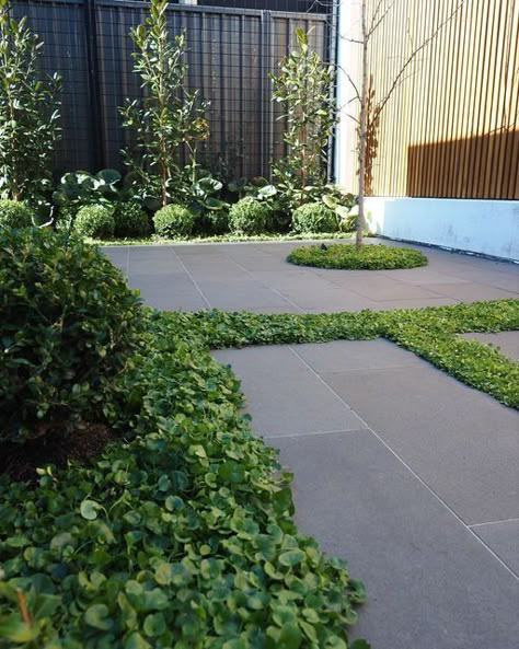 Lee Gray Landscape Design on Instagram: "Landscape Design: Courtyard Walkway Landscaper: @green_leaf_landscapes_ Landscape Design: @leegray_landscapedesign Photography: @dronebymg Builder: @build.theory Plant Supply: @plantbrokers Plant Tiles: @planttiles Lighting: @thelightimpact & @aqualuxlighting Tiftuf Lawn: @theturffarm . #landscapedesign #courtyarddesign #dichondragroundcover #groundcover #planttiles #masterlandscaperssa #choosesmasterlandscaper #greenleaflandscapes #leegraylandsca Metal Garden Edging, Heights House, Garden Pavers, Townhouse Exterior, Courtyard Ideas, Instagram Landscape, Park Street, Garden Paving, Courtyard Design