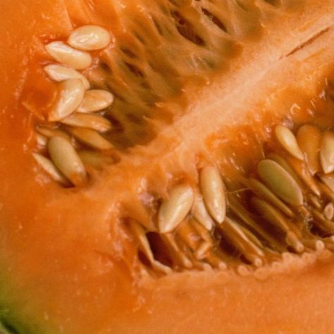 Saving Cantaloupe Seeds - Home Garden Joy Saving Cantaloupe Seeds, Growing Cantelope From Seed, How To Save Cantaloupe Seeds, Planting Cantaloupe Seeds, How To Grow Cantaloupe From Seeds, Planting Cantaloupe, Grow Cantaloupe, Seed Harvesting, Cantaloupe Seeds