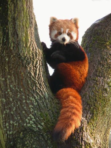 Panda Merah, Panda Climbing, Red Panda Cute, Red Pandas, Panda Bears, Animale Rare, Panda Love, Baby Panda, Red Panda